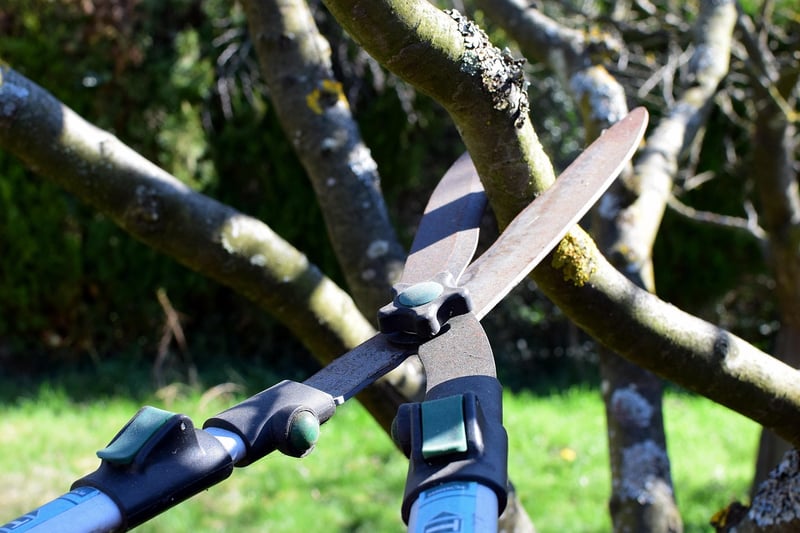 Summer Pruning