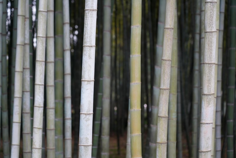 Bamboo Trellis