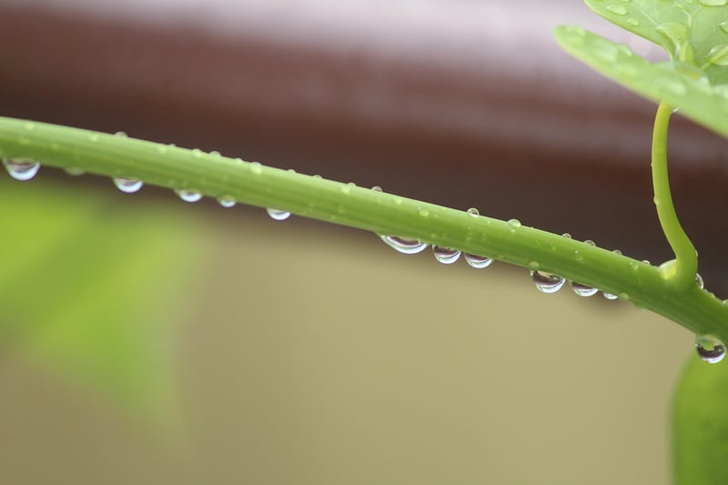 Trailing Vine