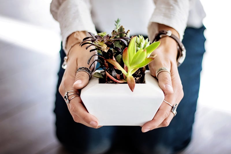Hanging Plants