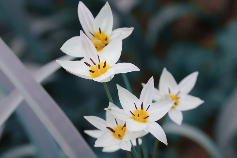Tulip